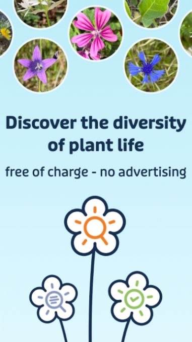 Flora Incognita植物识别