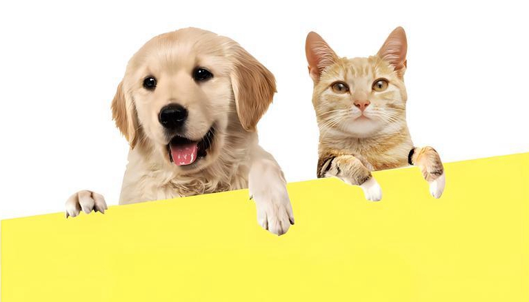 领养宠物的平台推荐