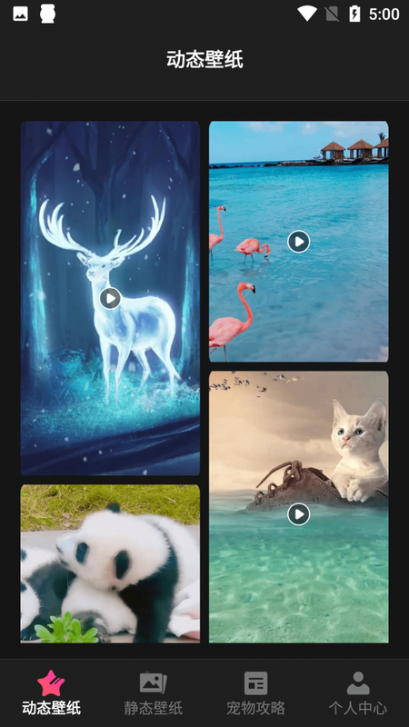 猫咪壁纸 猫咪壁纸